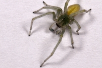 La Cheiracanthe. Un mle juvnile (Araneae - Cheiracanthiidae - Cheiracanthium mildei)